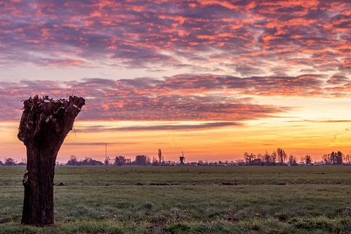 Fantastic sunrise in the polder by Stephan Neven