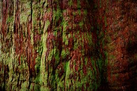 De kleuren van een boom temidden de Daintree Jungle in Australië von J V