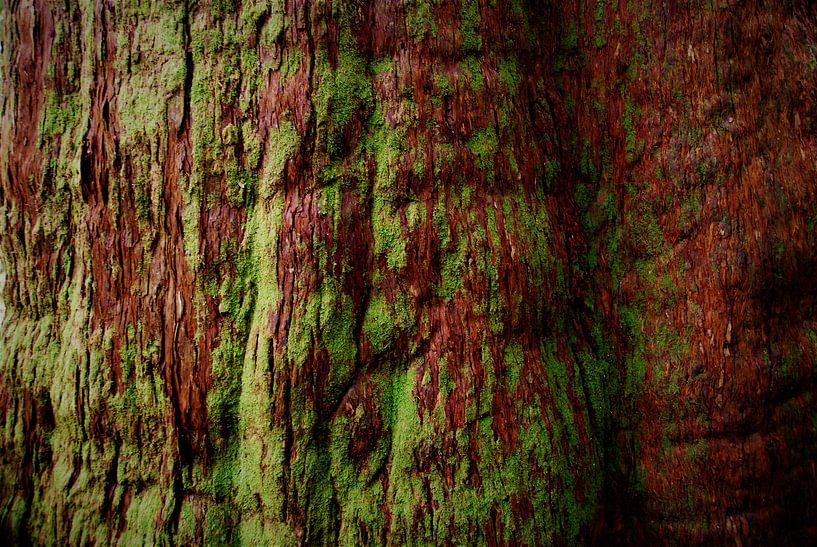 The colors of a tree in Australia by J V