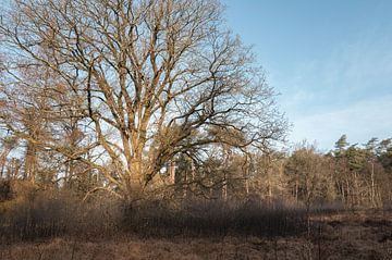 Dwingelderveld - Drenthe (Pays-Bas) sur Marcel Kerdijk