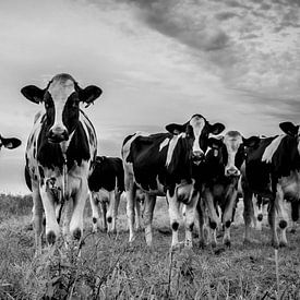 Nieuwsgierige koeien van Jacqueline Kroezen