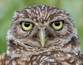 Burrowing owl by Hennie Zeij thumbnail