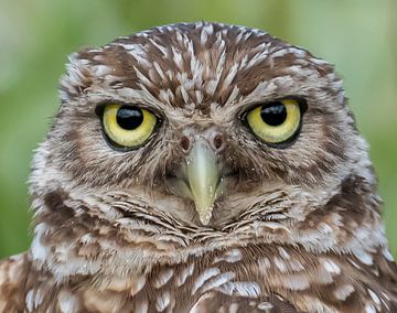 Burrowing owl by Hennie Zeij