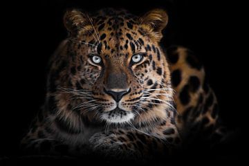 het krachtige wrede gevaarlijke luipaard kijkt uit de duisternis, geïsoleerde volledig gezicht zwart van Michael Semenov