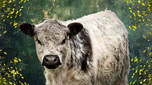 Galloway Grace - weich und kraftvoll