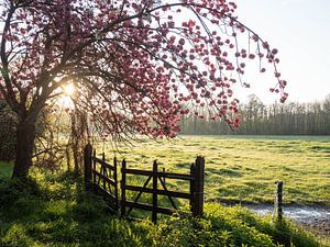 Rosa Sonnenaufgang 2019 Teil 2 von Bart Ceuppens