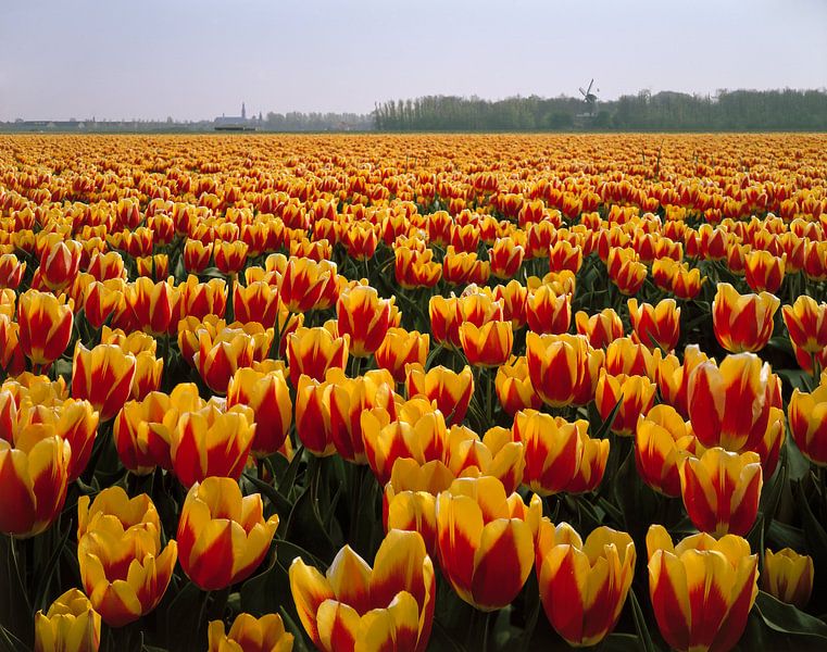 Bollenveld, rood van Rene van der Meer