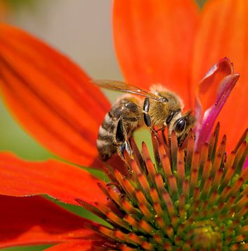 Abeille à miel sur une fleur d'héliotrope sur ManfredFotos