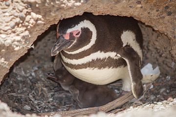 Newborn penguin van BL Photography