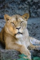 La tête d'une lionne