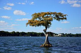 Einsame Zypresse von Frank's Awesome Travels