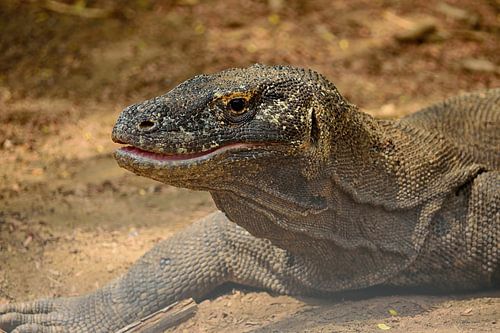 Wat een schattige komodovaraan