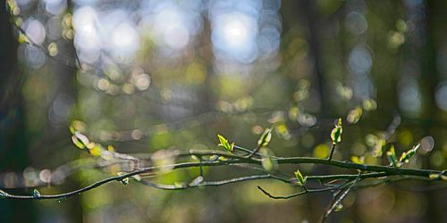forêt atmosphérique au printemps