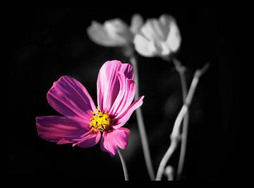 Trois fleurs sur erikaktus gurun