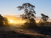 Mistige zonsopkomst op Hulshorterheide van Dennis Mulder thumbnail