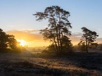 Mistige zonsopkomst op Hulshorterheide