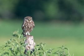 Little owl portrait by Sven Scraeyen
