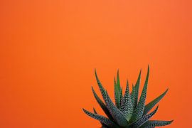 Une plante grasse sur fond orange sur Marjolijn Maljaars