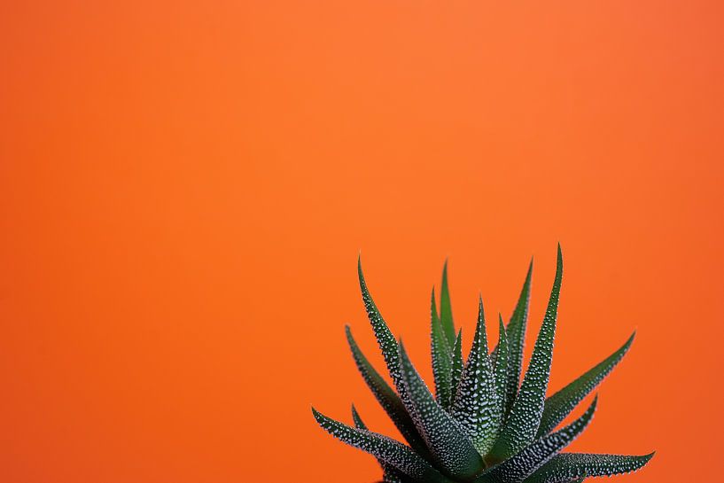 Fettpflanze vor orangem Hintergrund von Marjolijn Maljaars