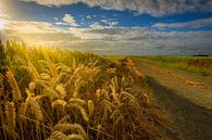 A grain field with an old country road in the summer in Groningen by Bas Meelker thumbnail