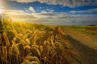 A grain field with an old country road in the summer in Groningen