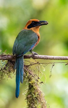 Rosse motmot met een gevangen insect