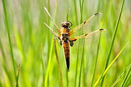 Libelle sur Carla Eekels