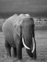 Olifant in Amboseli, Kenia van Marije Rademaker thumbnail