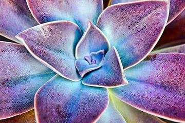 een paarse Echeveria van Werner Lehmann