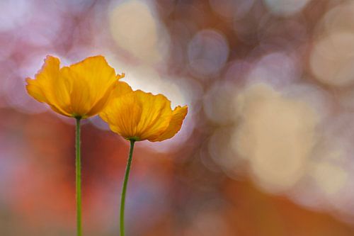 Délice de printemps orange - Coquelicots orange