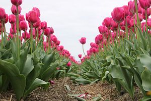 Tulpen van Feya Nolet