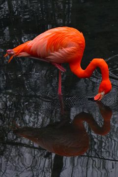 Silent Flame sur Elcee Vision