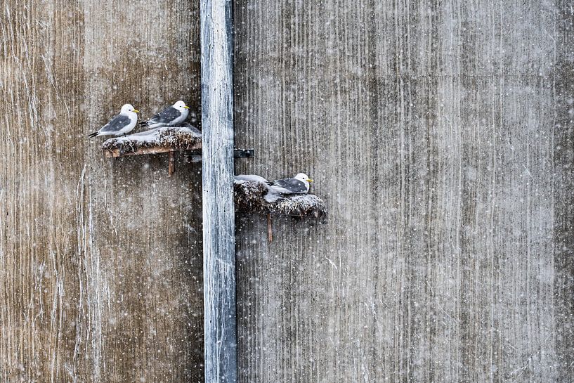 Resting Seagulls by Luuk Belgers