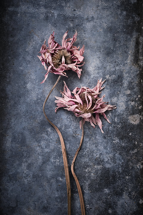 drowned flowers by <span class="secondary-font">Karel Ham</span>