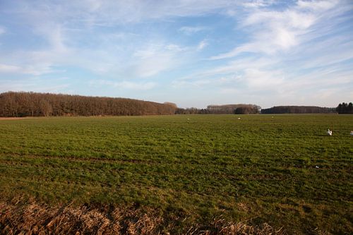 Vergezicht langs een weide in Emsland