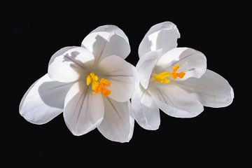Macro van witte krokusbloemen