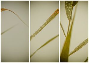 lauwersmeer triptychon 24 von anne droogsma