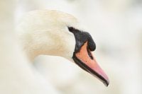 Portrait of a Swan