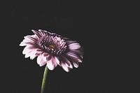Lila Blume