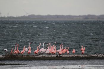 flamingo's 