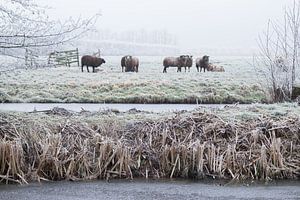 Moutons dans un paysage d'hiver sur André Hamerpagt