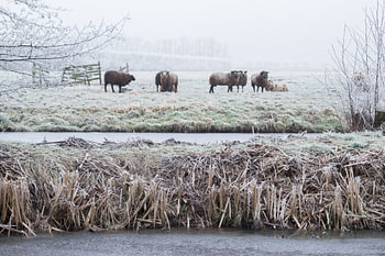 Schafe in Winterlandschaft