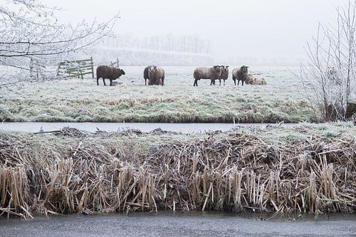 Sheep in winter landscape