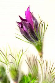 L'épanouissement de l'orpin