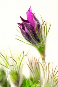 De ontwikkeling van de koebel