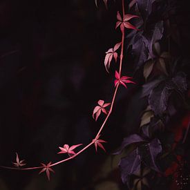 La beauté rouge dans l'obscurité. sur Robby's fotografie