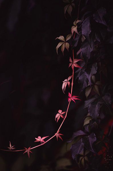 The red beauty in the dark. by Robby's fotografie