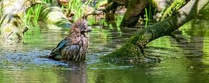 Bathing Jay