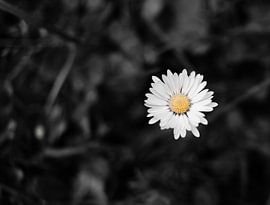 Daisy by wendy van mourik