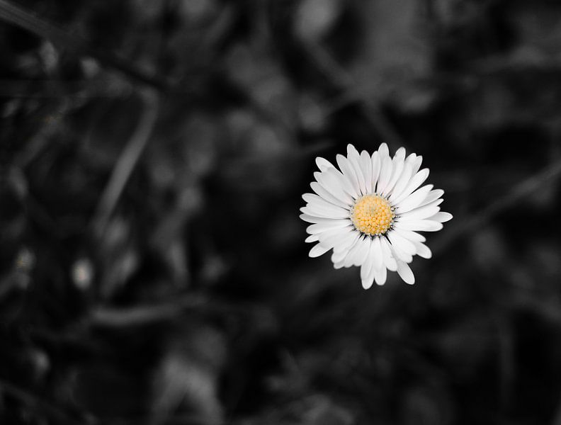 Daisy von wendy van mourik